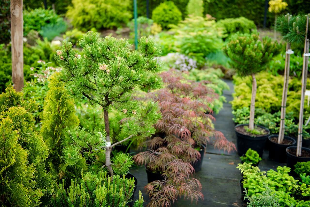 Zdjecie szkółki Begonia